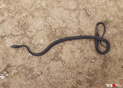 В Волгоградской области 36-летнего мужчину укусила ядовитая змея