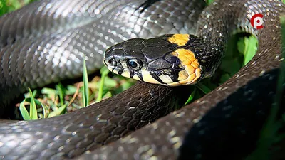 Ядовитое шипение: змеи активизировались в лесах Вологодской области