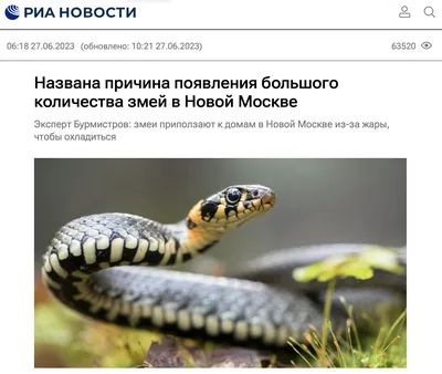 В Устюженском районе змеи покусали двух человек - Лента новостей Вологды