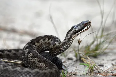Численность змей в Череповце могла вырасти из-за подтоплений