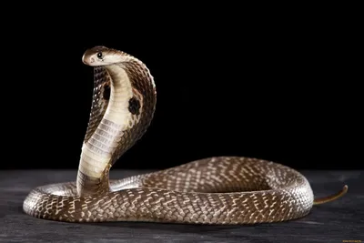 Топ 10 МИФОВ о змеях, в которые люди почему-то верят / Змеелов - ученый -  YouTube