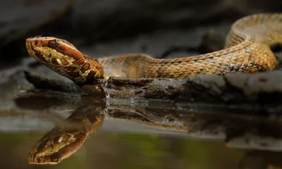 Змеи вологодской области фото фото