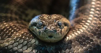 В Уссурийске змея по имени Дракон сбросила старую кожу - ОТВ-Прим -  Общественное телевидение Приморья ОТВ