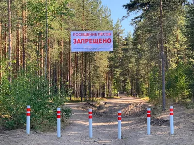 В лесничестве «Русский лес» установили предупредительные аншлаги