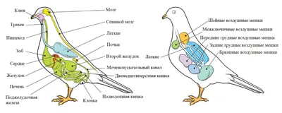 Помогите спасти птенца! Встал зоб!! - Основной раздел - Форумы Mybirds.ru -  все о птицах