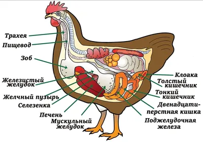 Сам себе ветеринар: болезни домашней птицы и их лечение | agrobook.ru