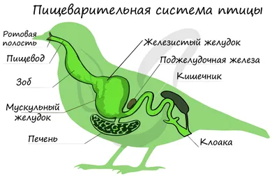 Купить 8 in 1 Гравий для птиц для заполнения зоба с доставкой в интернет  магазине Москвы