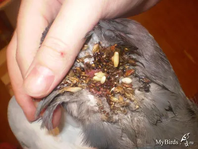 СРОЧНО Операция на зобе - Лечение голубей - Форумы Mybirds.ru - все о птицах