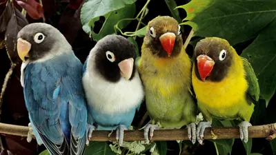 Класс птицы, подготовка к ЕГЭ по биологии