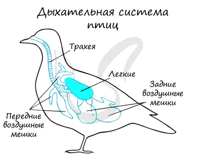 Пищеварительная система сельскохозяйственной птицы
