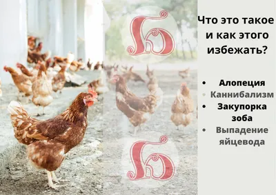 8 in 1 ECOTRITION, Bird Gravel Гравий для заполнения зоба птиц , уп. 680 г  - Купить с Доставкой по Москве