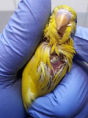 Клиническая картина - струп на месте повреждения зоба у попугая.