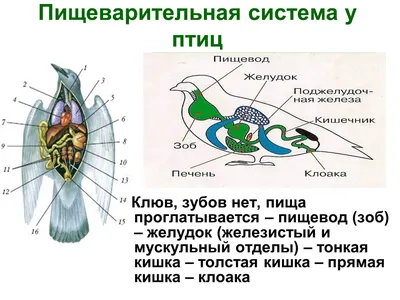 Класс ПТИЦЫ | ВКонтакте