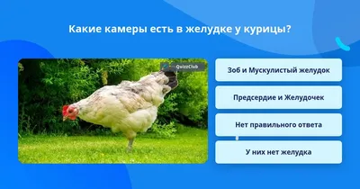 «Если водкой свиристелей накачать, то такое могло быть». Орнитолог ответил  на вывод главного ветеринара Рязанской области о «замерзших пьяных птицах»  - KP.RU