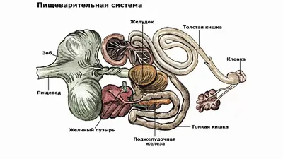 Курица трясет головой 1korm