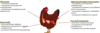 Какие камеры есть в желудке у курицы? | Ответ на вопрос | QuizzClub