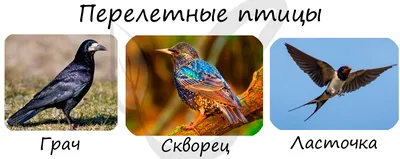 Гравий для наполнения зоба у птиц 500 гр, Фауна купить в Киеве, Харькове и  Украине