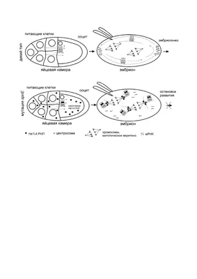 Antihistamines, anti-inflammatory and anti-allergic properties of  desloratadine - Ilyina - Consilium Medicum