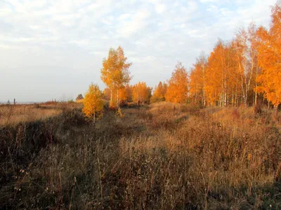 Золотая осень - 2015