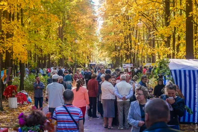 Золотая осень 2015