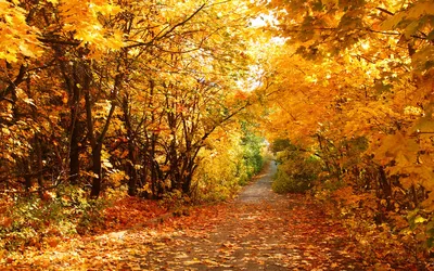 Золотая осень в лесу фото фото