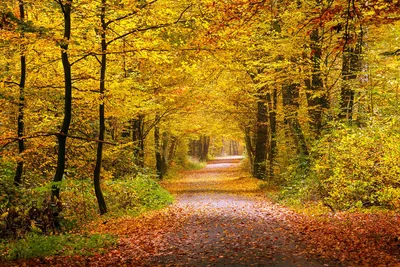 Золотая осень в лесу, гипер …» — создано в Шедевруме