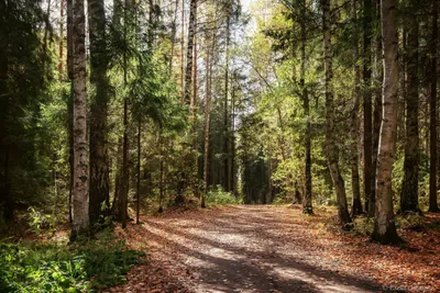 Золотая осень в лесу - фото и картинки: 71 штук