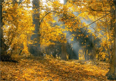 Теплая И Золотая Осень В Лесу Разноцветные Листья И Большие Деревья Теплый  Солнечный День С Голубым Небом — стоковые фотографии и другие картинки  Ландшафт - iStock