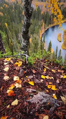 Золотая осень в лесу между набережной и улицей Сверчкова