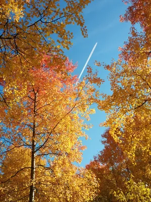 Осень, деревья, лес, золотая осень, прочь, природа, дерево, лист, дорога,  лесистая местность | Pxfuel