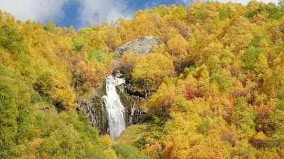 кленовый лес золото золотая осень PNG , в начале осени, осеннее, красота  Иллюстрация Изображение на Pngtree, Роялти-фри