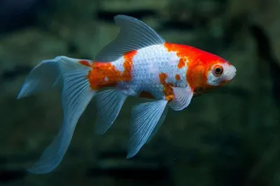 Золотая рыбка Телескоп (Carassius auratus) 7 | Фотография