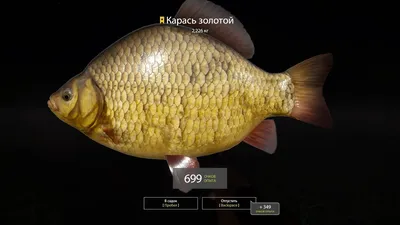 Карась горбатый золотой / красный 14-16 см уникальная рыба для пруда —  Интернет-магазин — АкваЛайн
