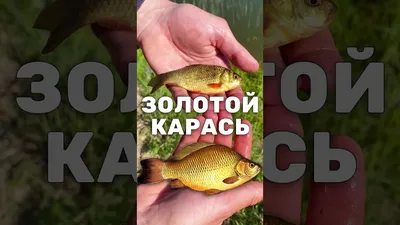 5 признаков, как отличить серебряного карася от золотого