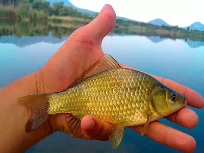 Золотой карась на Самаре - Рыбалка в Украине