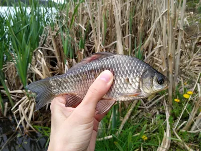 Купить цветных карасей для пруда можно в компании \"Arapaima Style\". Где  купить цветного карася для пруда в Москве? | Краснодар