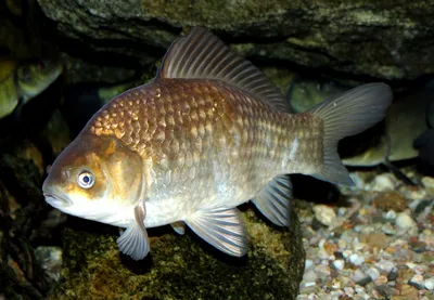 Золотой карась (Carassius carassius)