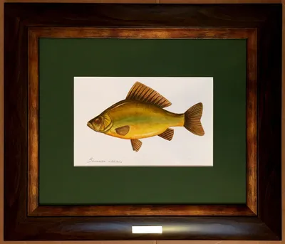 Фотогалерея - Рыбы (Pisces) - Карась обыкновенный (золотой) Carassius  carassius (Linnaeus, 1758 - Природа Республики Мордовия