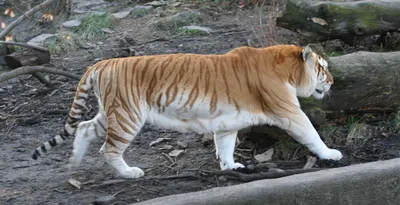 Золотой тигр — Википедия