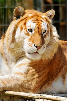 Онлайн пазл «Золотой тигр»