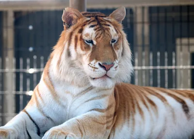 Фото Golden tiger / Золотой тигр, by JuliaLisitsina