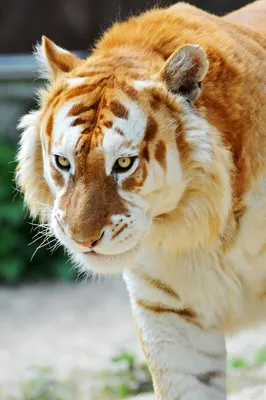 Золотой тигр – ZooPicture.ru
