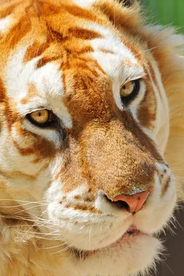 Золотой Тигр — стоковые фотографии и другие картинки Золото - Золото,  Золотой, Тигр - iStock