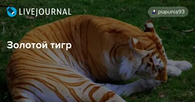 Золотой тигр Сибирский тигр Лев Бенгальский тигр Зоопарк Буффало, Дыр,  млекопитающее, кошка, как млекопитающее png | PNGWing