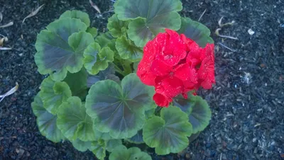 Пеларгония зональная Власта F1 Pelargonium zonale Vlasta F1 - купить семена  цветов с доставкой по Украине в магазине Добродар