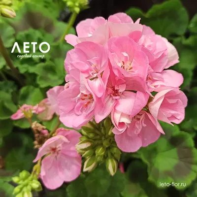 Купить Пеларгония зональная Позитано F1 смесь | Pelargonium zonal Positano  F1 mix • Farao S.R.L. (Италия) • Пеларгония зональная Позитано F1 смесь |  Pelargonium zonal Positano F1 mix. Сильнорослые растения (25…30 см),