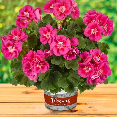 И вновь она! Герань! Пеларгония зональная (Pelargonium x hortorum) Divas  Petticoat. - rostok-torf.ru