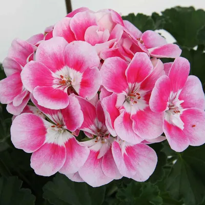 Пеларгония зональная (Pelargonium Zonale) - Пеларгония - Горшечные -  Каталог - Pitomnik-Kolos.ru