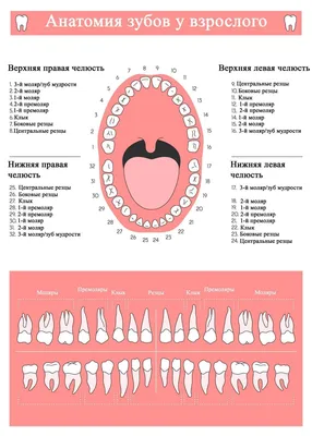 Сколько должно быть зубов у человека в челюсти: зубная нумерация в  стоматологии