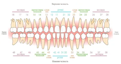 ᐉ Какого размера должны быть зубы ⏩⏩⏩ Норма и отклонение